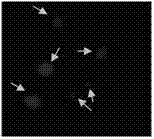 Fluorescence in situ hybridization method of prunus mume chromosome