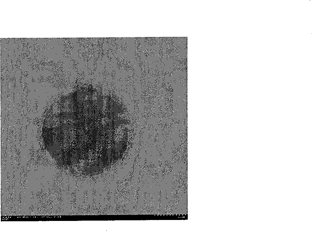 Method for producing high-temperature alpha-amylase by thermococcaceae aeropyrum pernix and product thereof