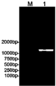 Peanut lysophosphatidic acid acyltransferase gene and application thereof