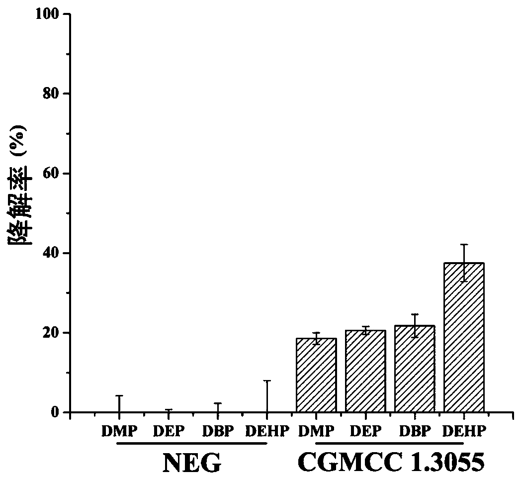 Culture method of burkholderia cepacia and application thereof in catalytic synthesis of flavor esters of baijiu and degradation of harmful esters of baijiu