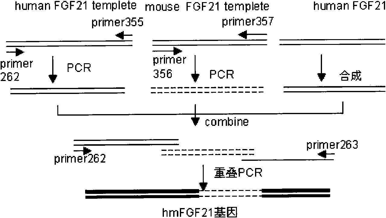 Mutated human-source fibroblast growth factor and application in treating endocrine diseases