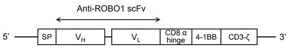 Cell, immunotherapy product, gene editing method, cell preparation method and application