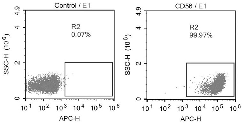 Cell, immunotherapy product, gene editing method, cell preparation method and application