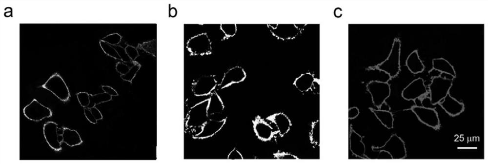 A long-time multicolor fluorescence imaging reagent for cell membrane, its preparation method and application