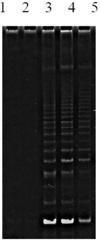 Method for lengthening, proliferating and culturing in-vitro telomeres of cartilage cells and human tissue engineering regenerated cartilage