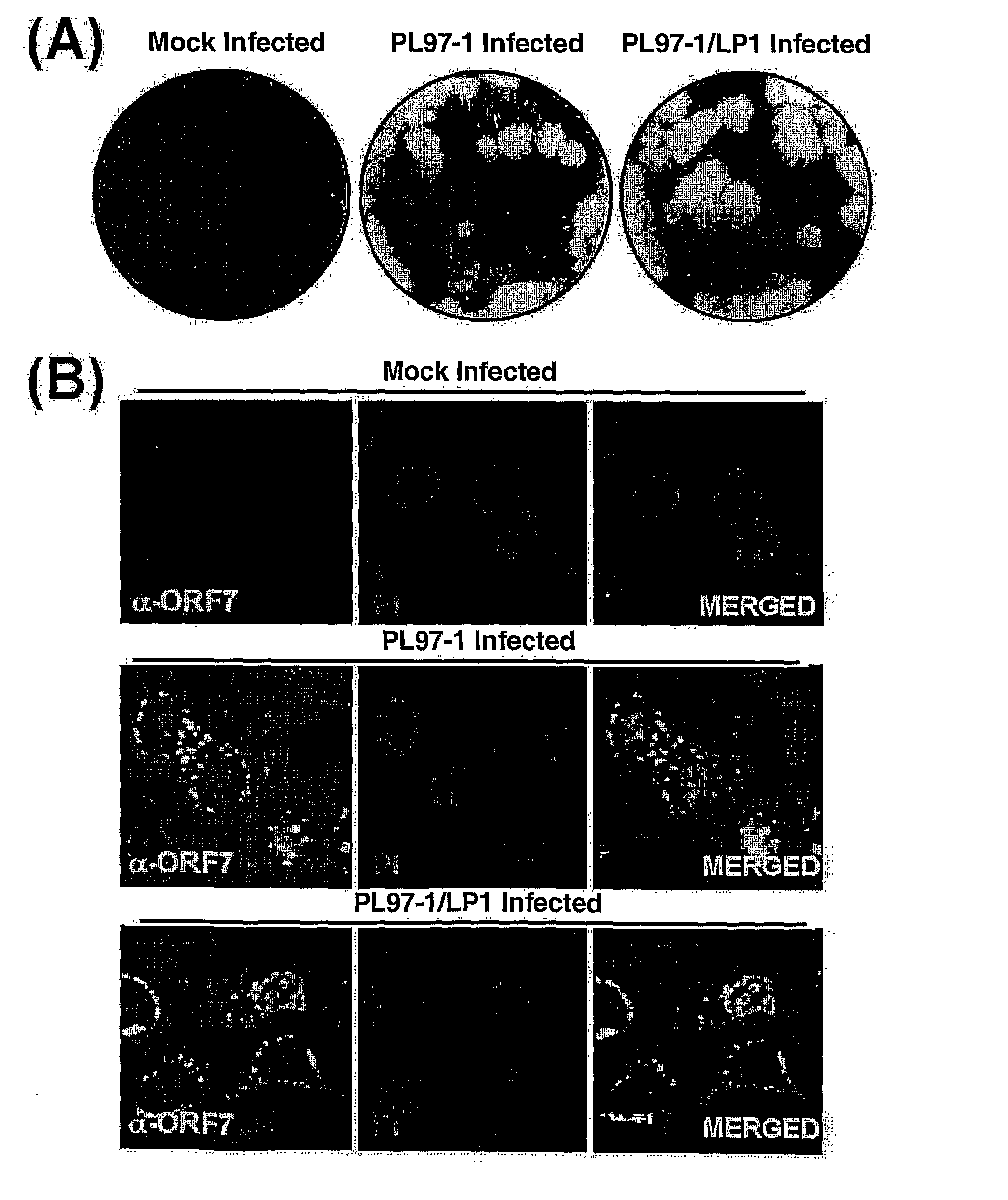 Full-Length Infectious Cdna Clone for Porcine Reproductive and Respiratory Syndrome Virus(Prrsv) and Uses Thereof