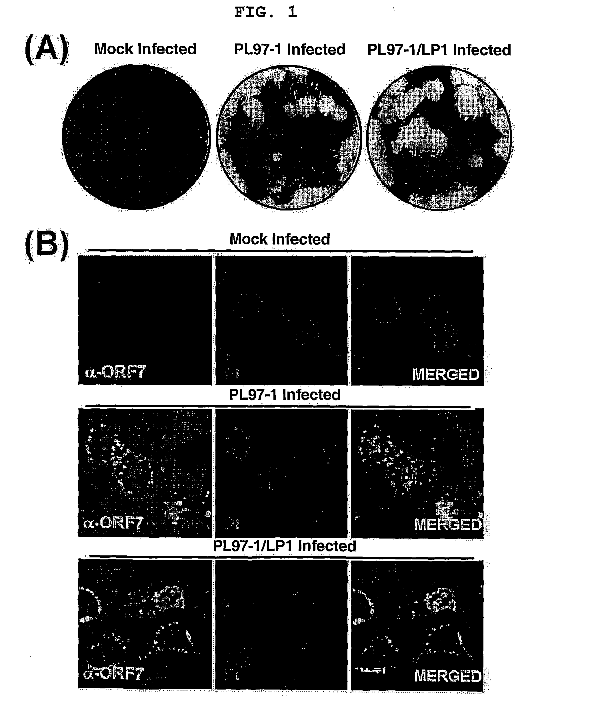 Full-Length Infectious Cdna Clone for Porcine Reproductive and Respiratory Syndrome Virus(Prrsv) and Uses Thereof