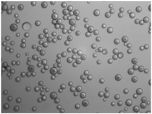 Polylactic acid porous microspheres as well as preparation method and application thereof