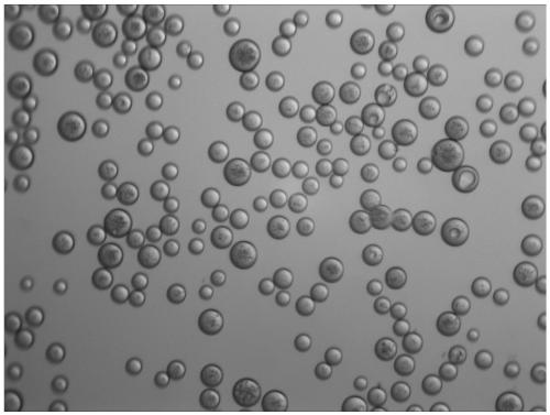 Polylactic acid porous microspheres as well as preparation method and application thereof