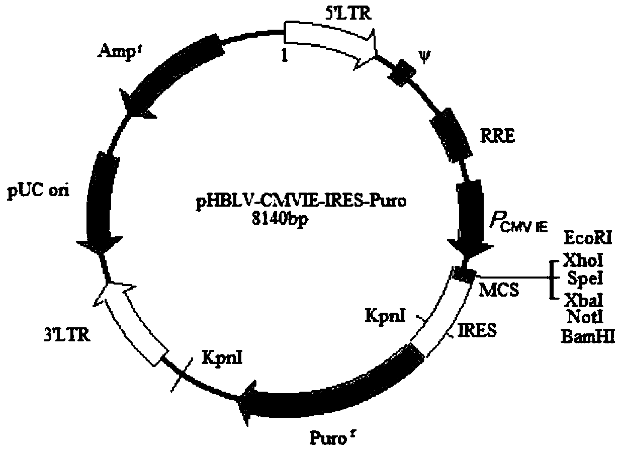 A cell strain expressing adenovirus and a method for efficiently preparing adenovirus