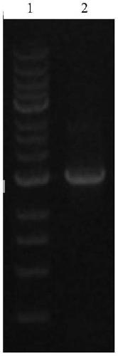 A cell strain expressing adenovirus and a method for efficiently preparing adenovirus