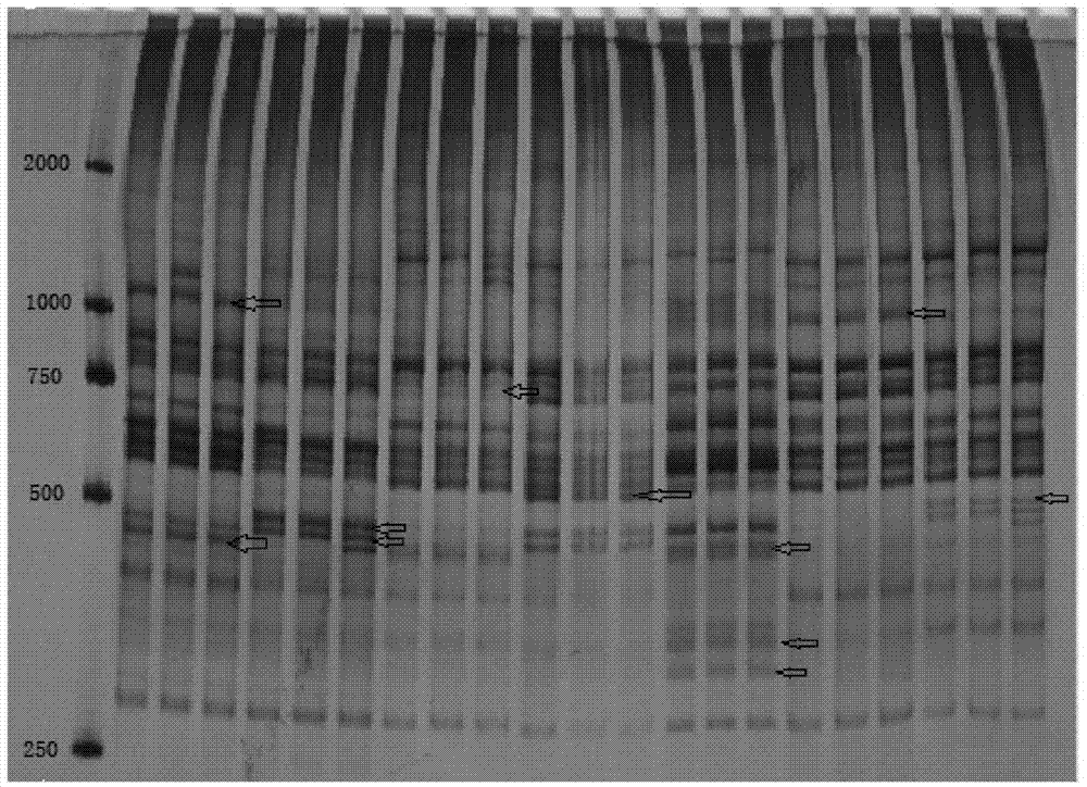 REMAP marker for evaluating genetic diversity of cyprinus carpio population