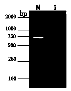 Diamondback moth peptidoglycan recognition protein, preparation method and application thereof