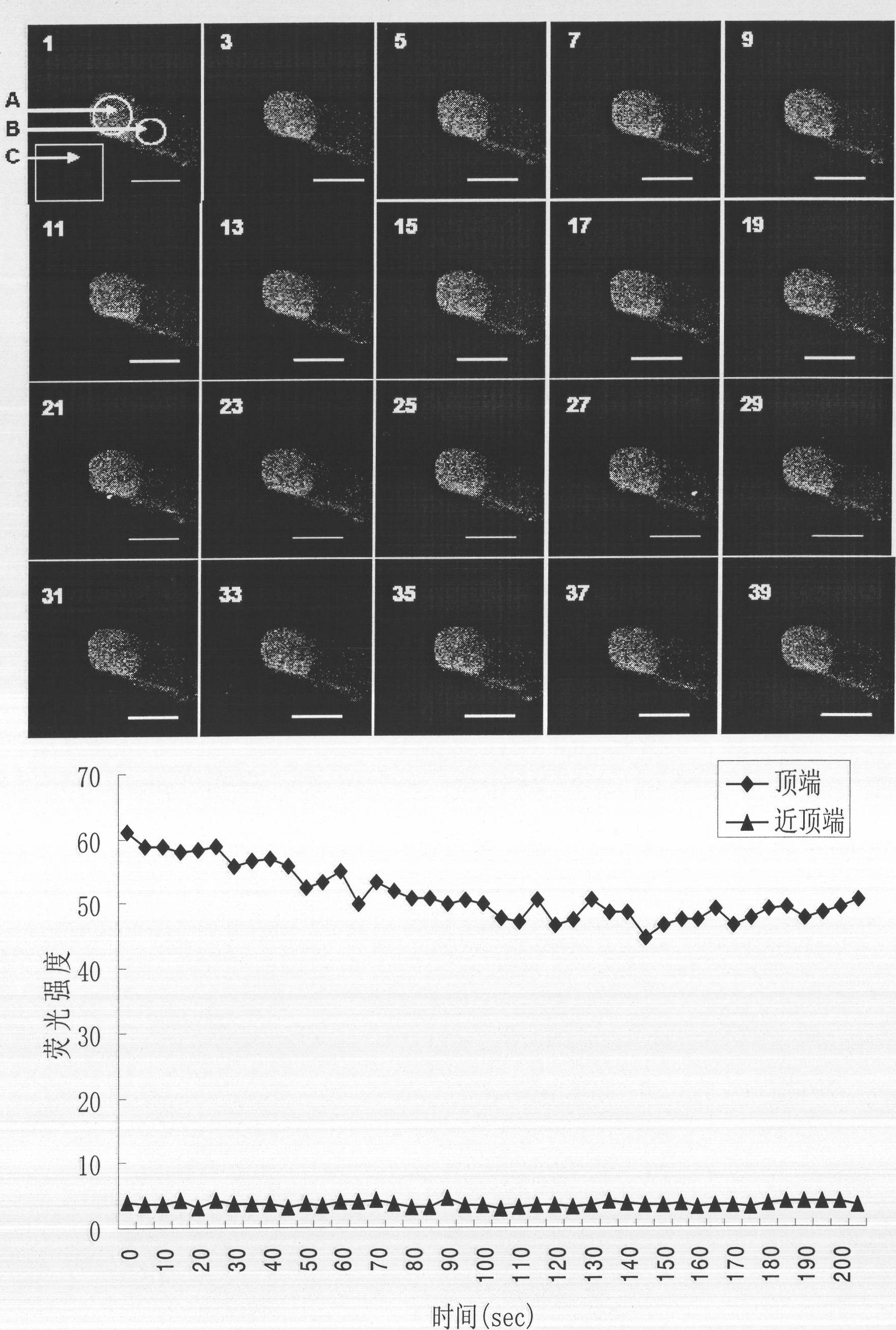 Fluorescence labeling method for free calcium ions of cotton pollen tube