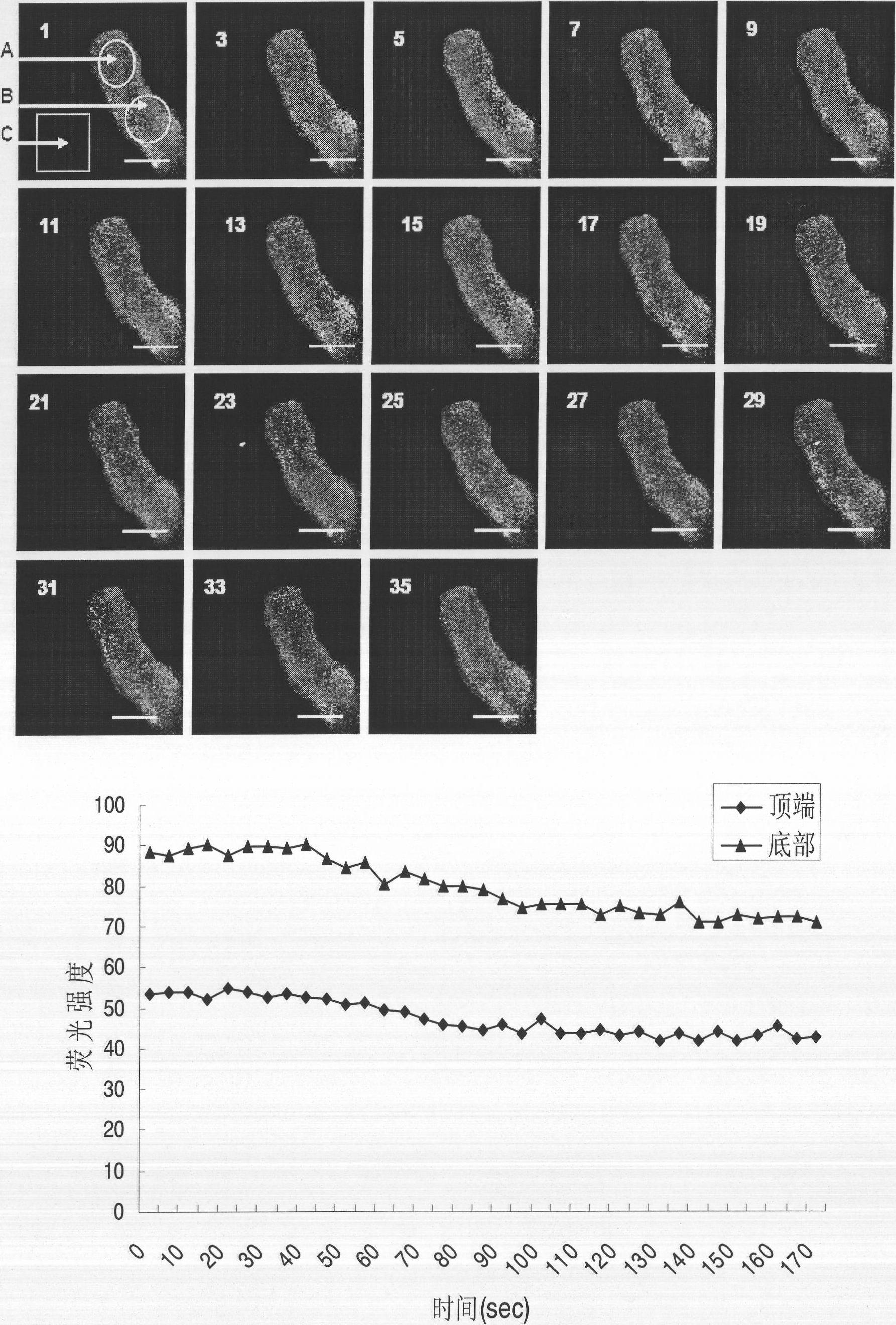 Fluorescence labeling method for free calcium ions of cotton pollen tube