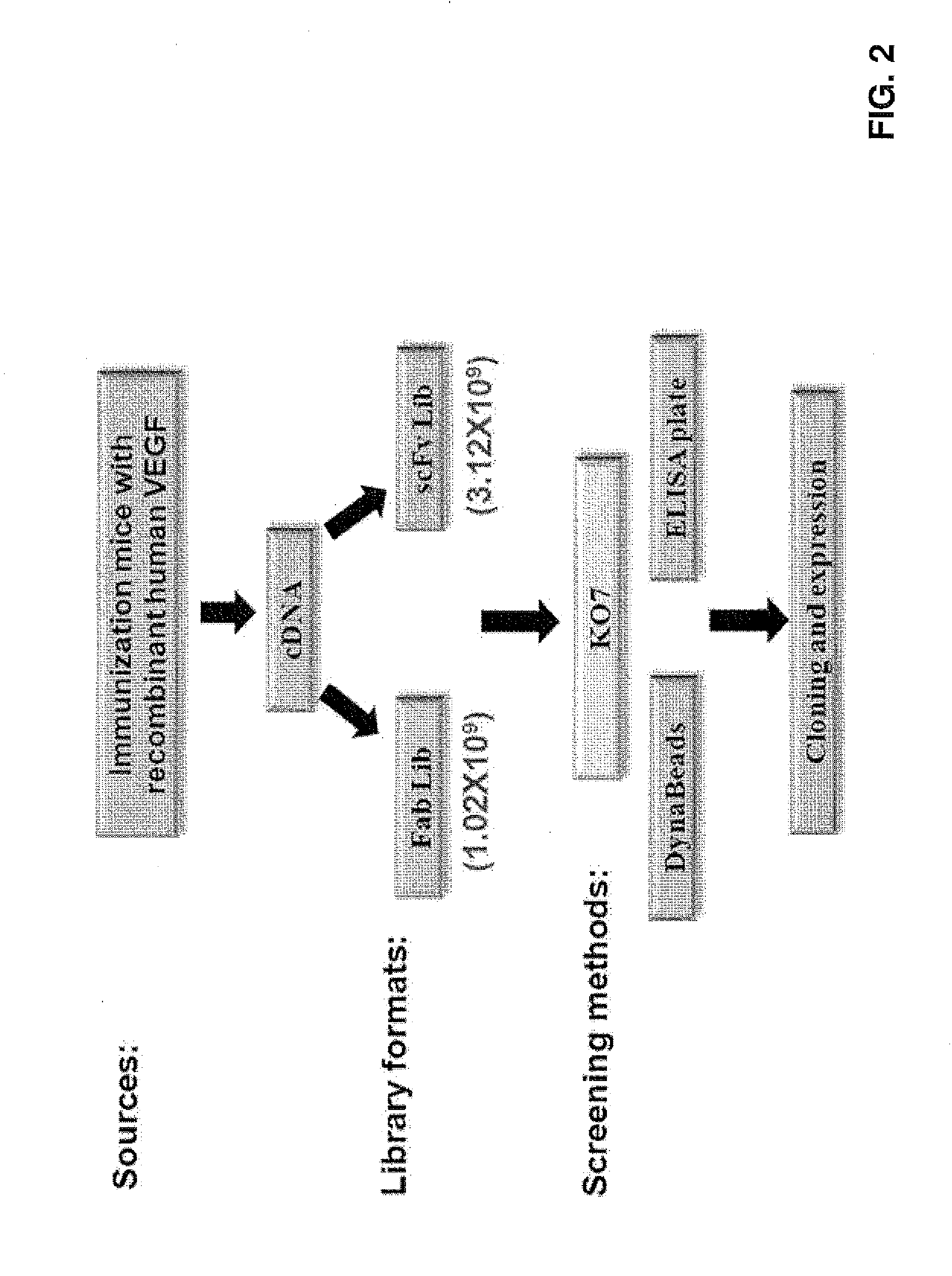 Anti-vegf antibodies and use thereof