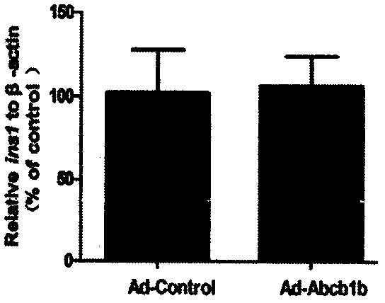 Application of P glycoprotein to influence of INS-1 832/13 cell insulin secretion