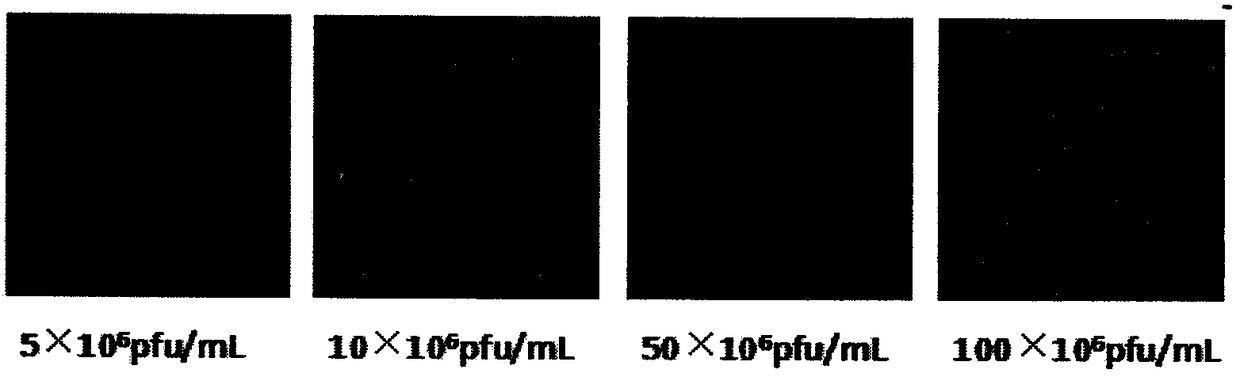 Application of P glycoprotein to influence of INS-1 832/13 cell insulin secretion