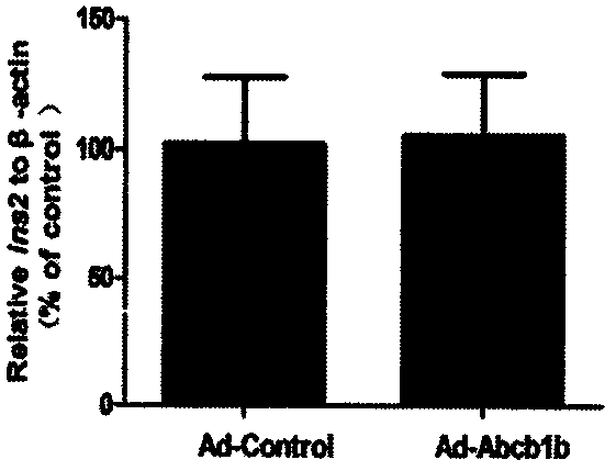 Application of P glycoprotein to influence of INS-1 832/13 cell insulin secretion