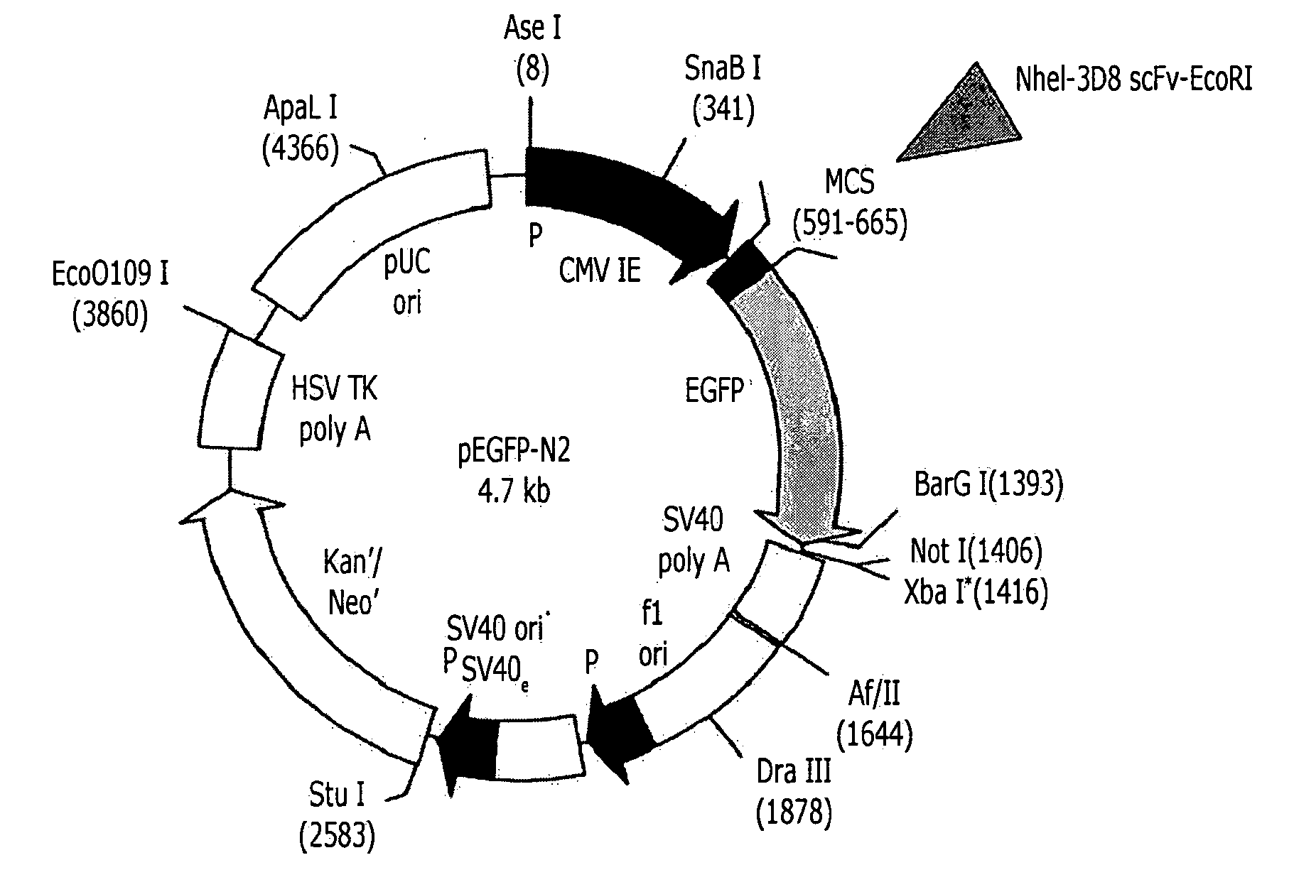 Anti-nucleic acid antibody inducing cell death of cancer cells and composition for preventing or treating cancers comprising the same