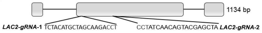 Application of rape BnLAC2 gene in improvement of cold-resistant early blossoming