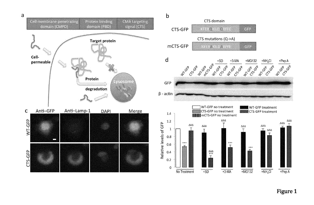 Peptide directed protein knockdown