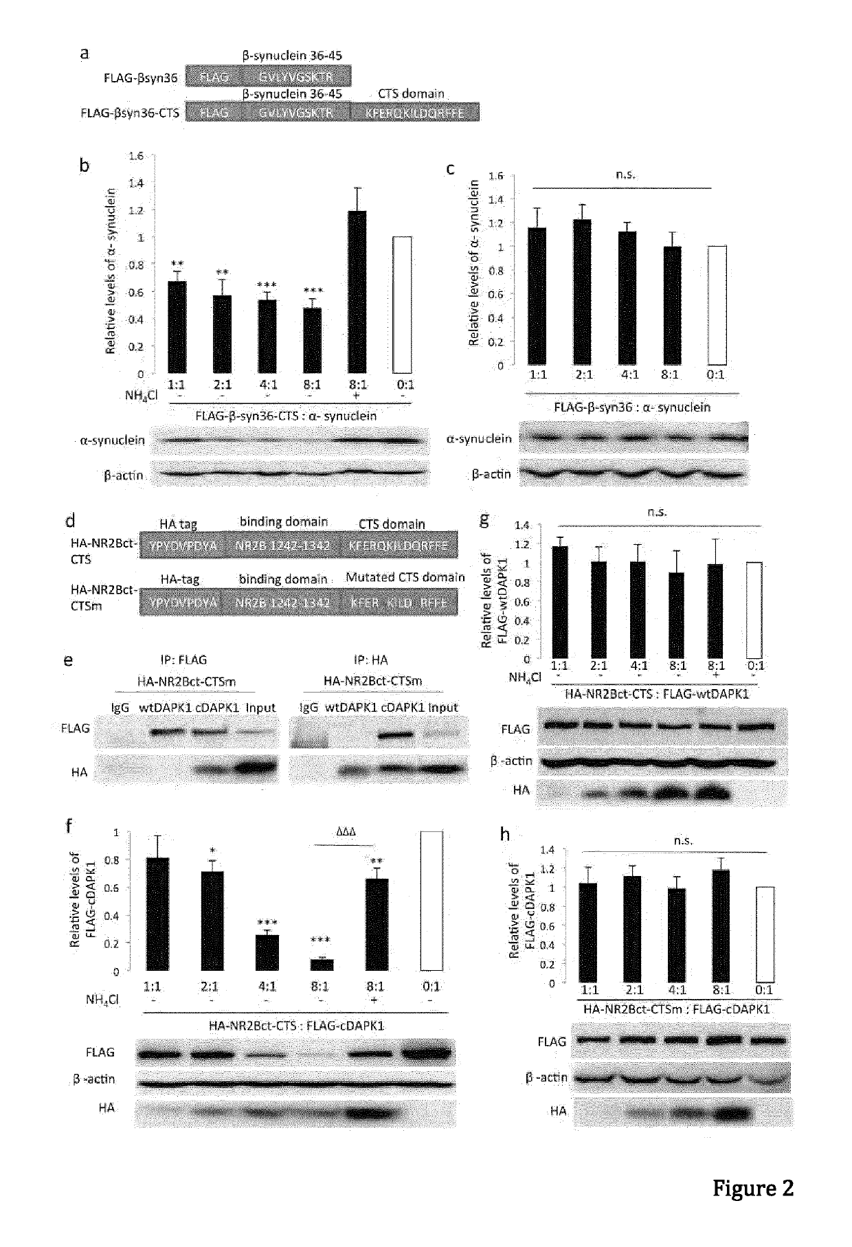 Peptide directed protein knockdown