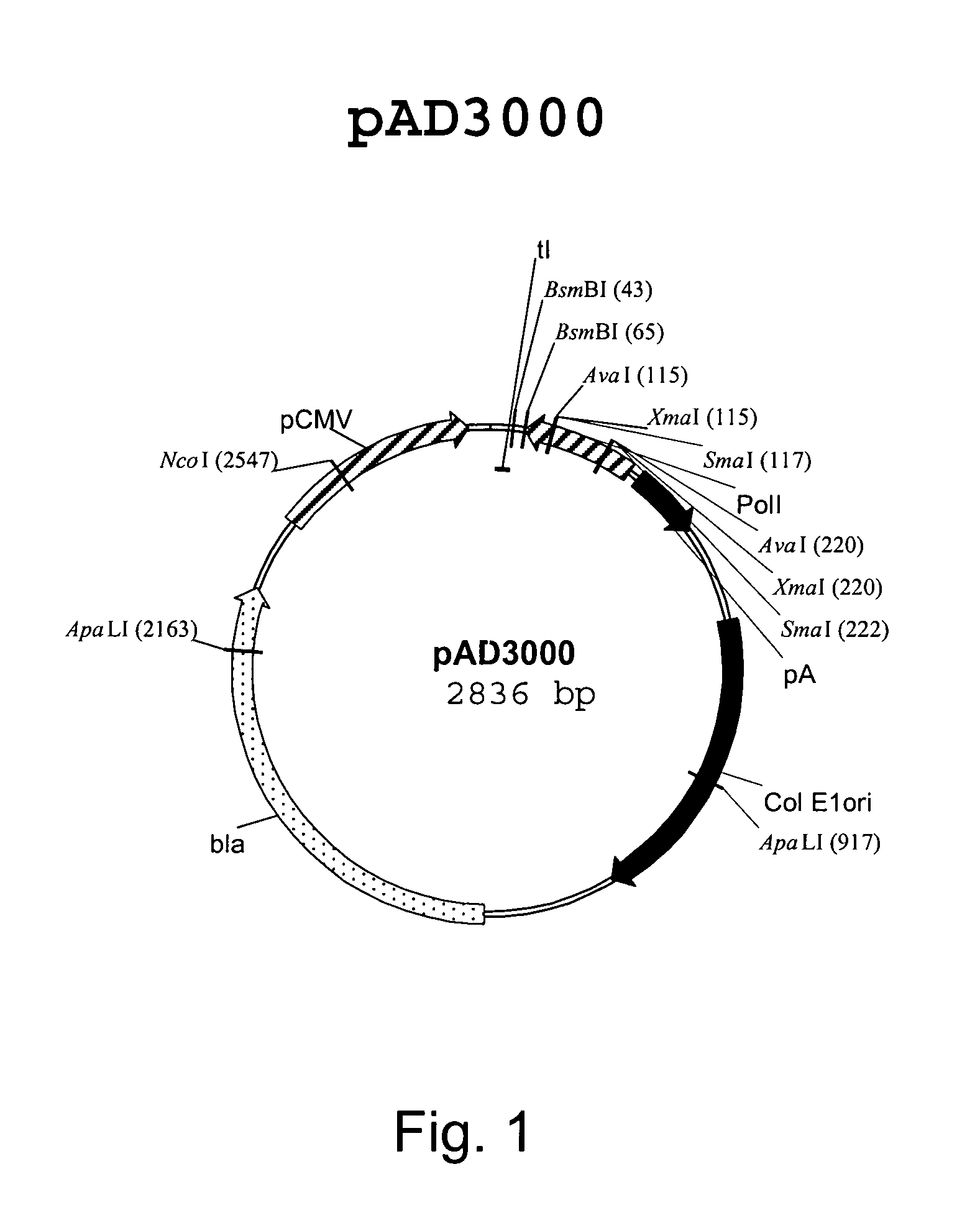 Multi plasmid system for the production of influenza virus