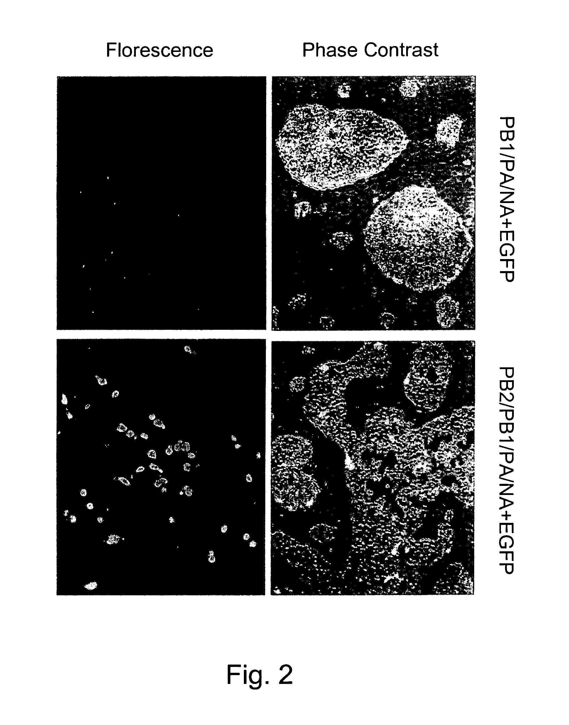 Multi plasmid system for the production of influenza virus