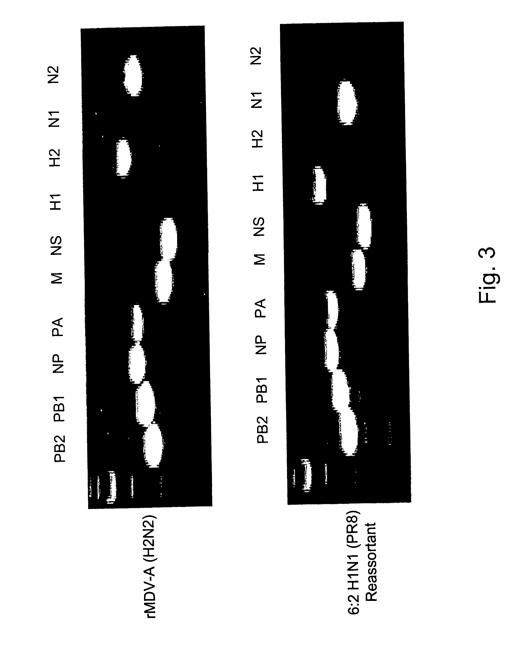 Multi plasmid system for the production of influenza virus