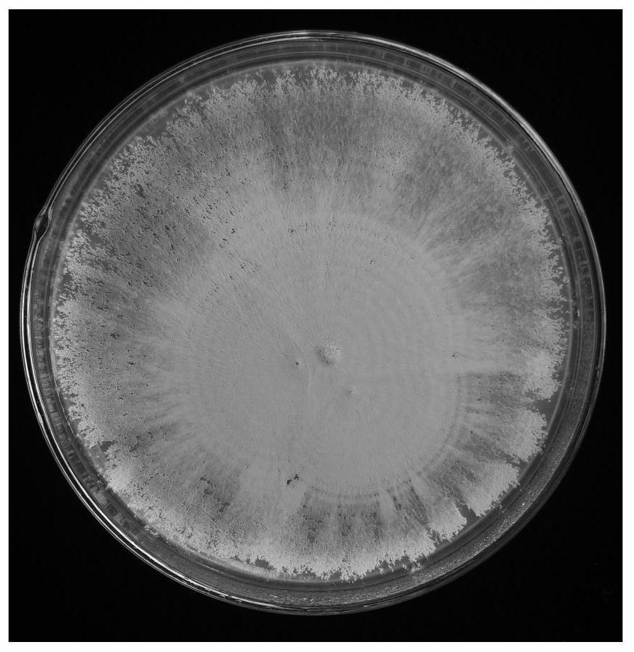 Metarhizium anisopliae CHMA-005 and application thereof in prevention and control of tea geometrid