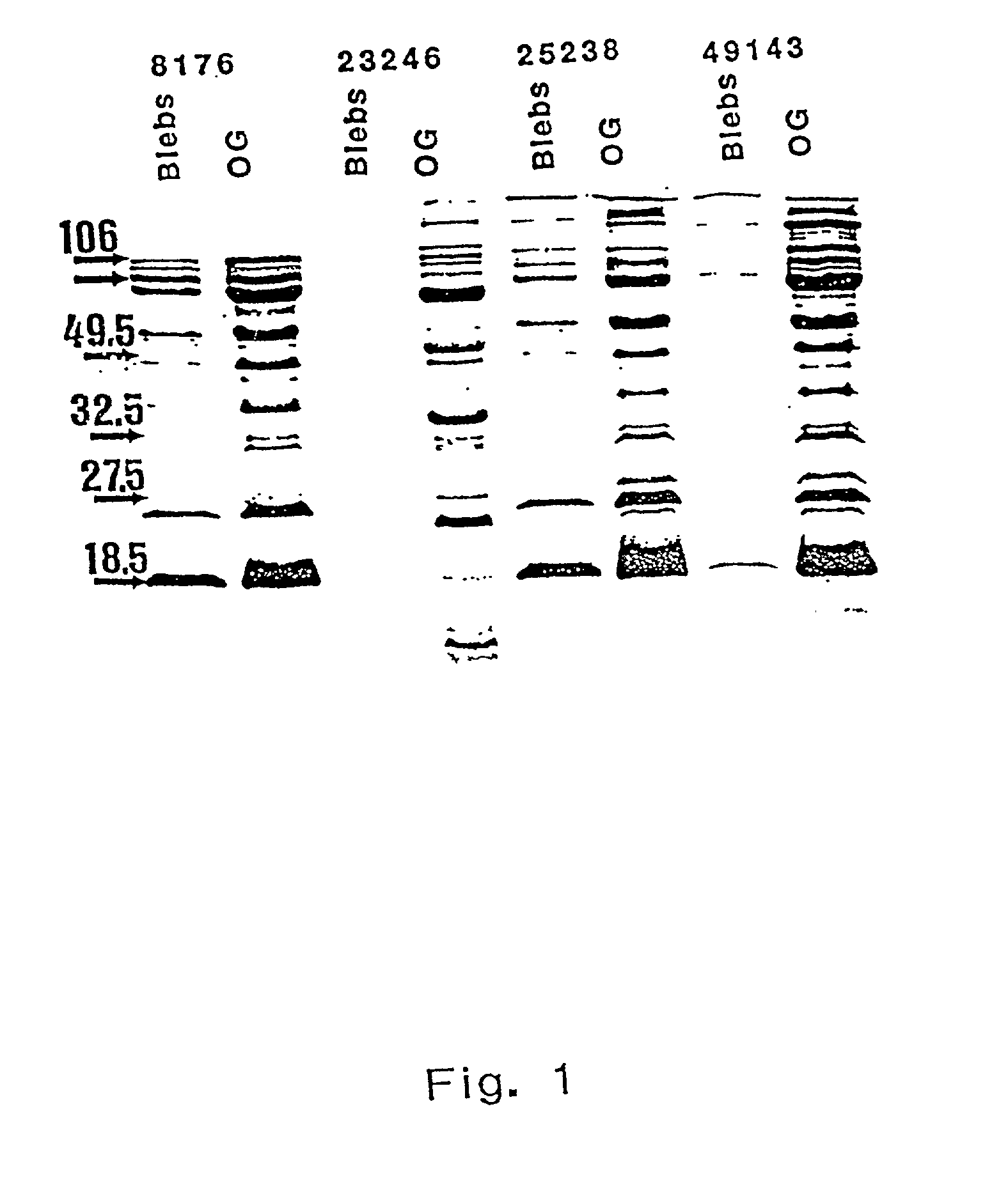 Moraxella catarrahalis outer membrane protein-106 polypeptide, gene sequence and uses thereof