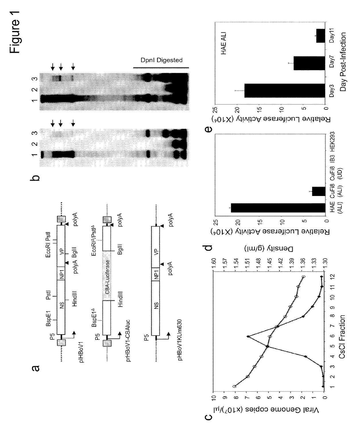 Chimeric adeno-associated virus/ bocavirus parvovirus vector