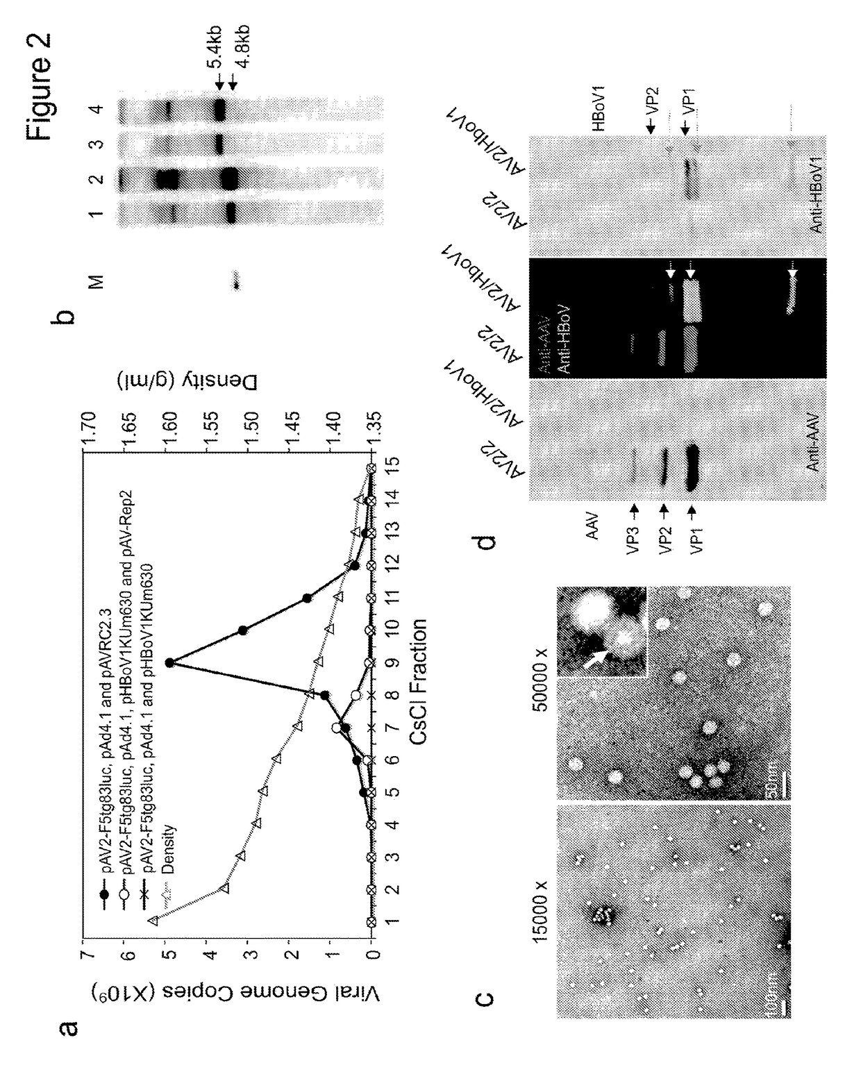 Chimeric adeno-associated virus/ bocavirus parvovirus vector