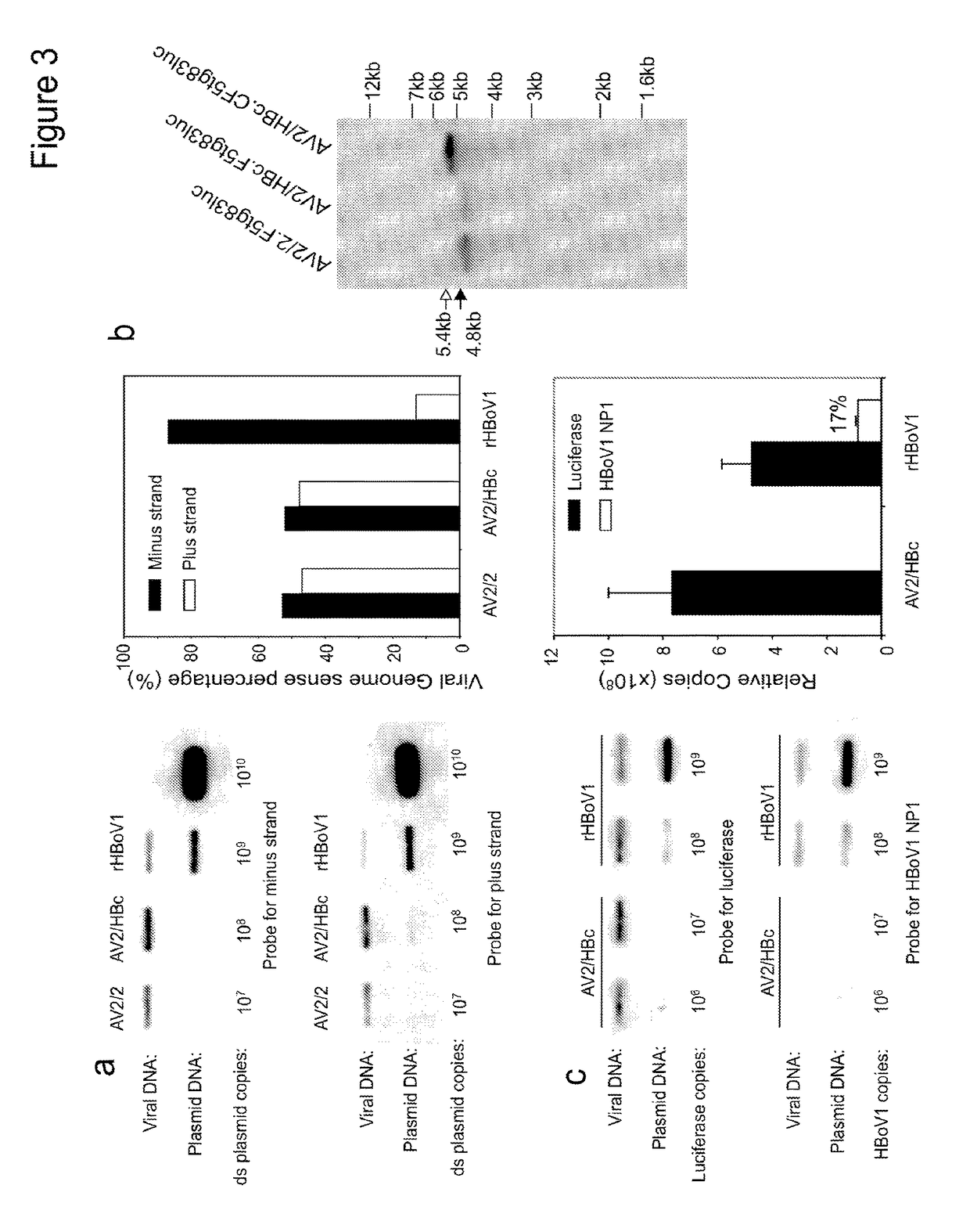 Chimeric adeno-associated virus/ bocavirus parvovirus vector