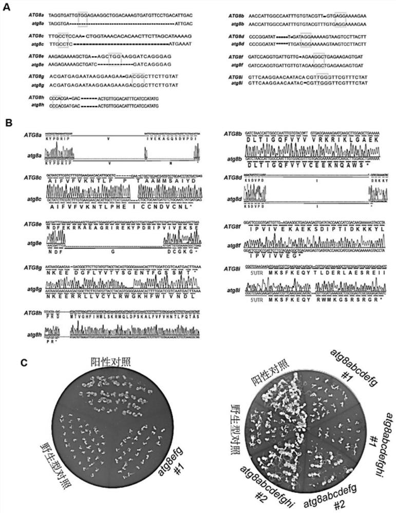 Method for preparing arabidopsis autophagy gene mutant and application of arabidopsis autophagy gene mutant