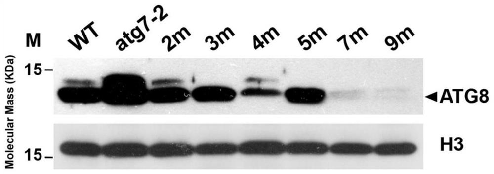 Method for preparing arabidopsis autophagy gene mutant and application of arabidopsis autophagy gene mutant