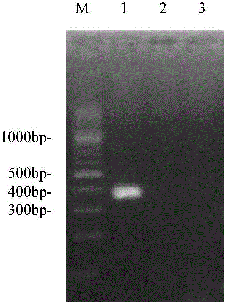 Primer pair for preparing kit for detecting type-4 avian adenovirus and application thereof