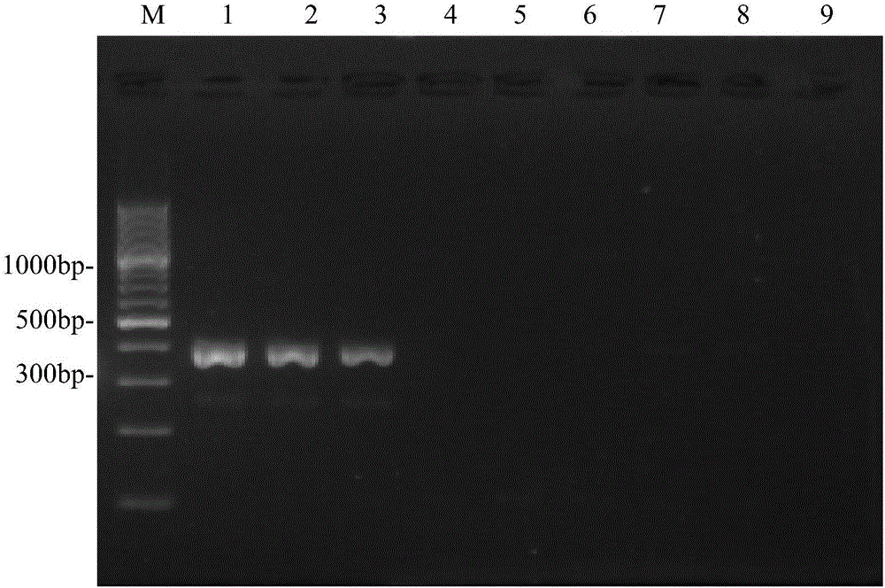 Primer pair for preparing kit for detecting type-4 avian adenovirus and application thereof