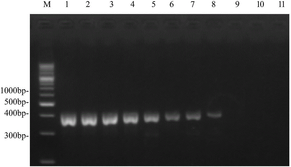 Primer pair for preparing kit for detecting type-4 avian adenovirus and application thereof