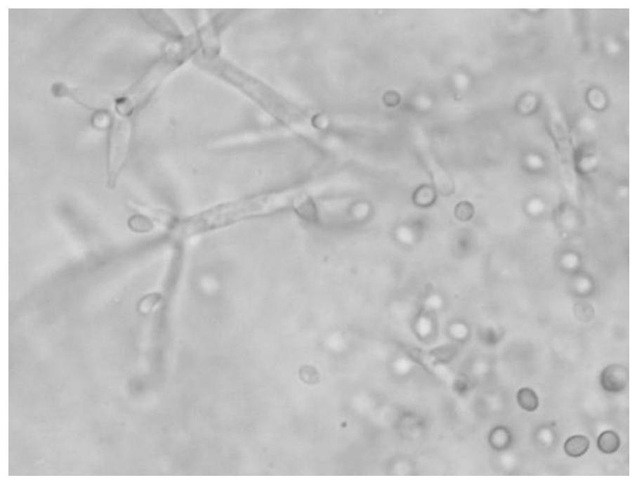 Green, light and simple method for controlling pests of sweet peppers based on complete-cycle biological system