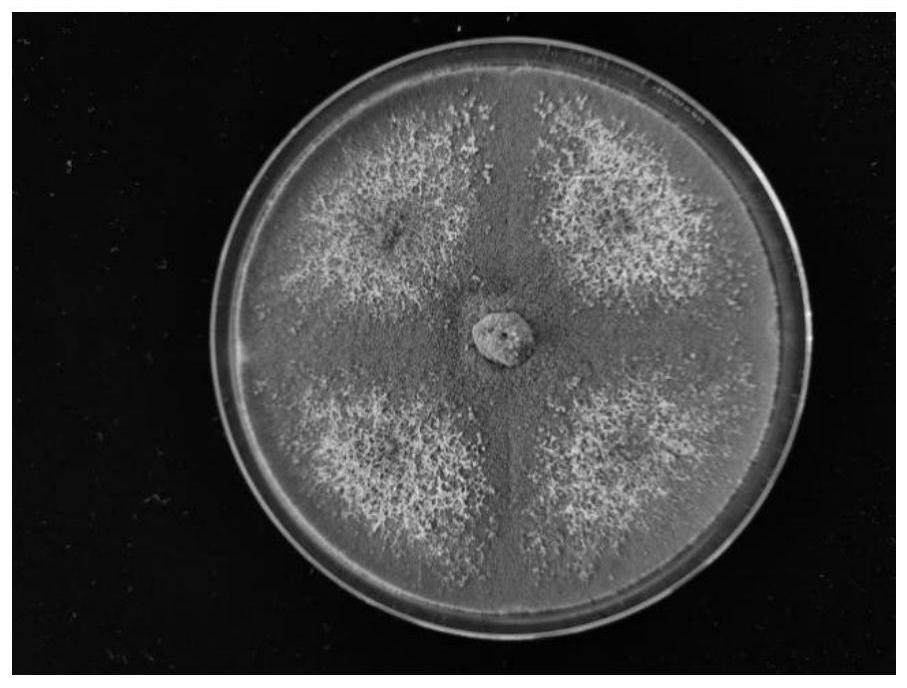 Green, light and simple method for controlling pests of sweet peppers based on complete-cycle biological system