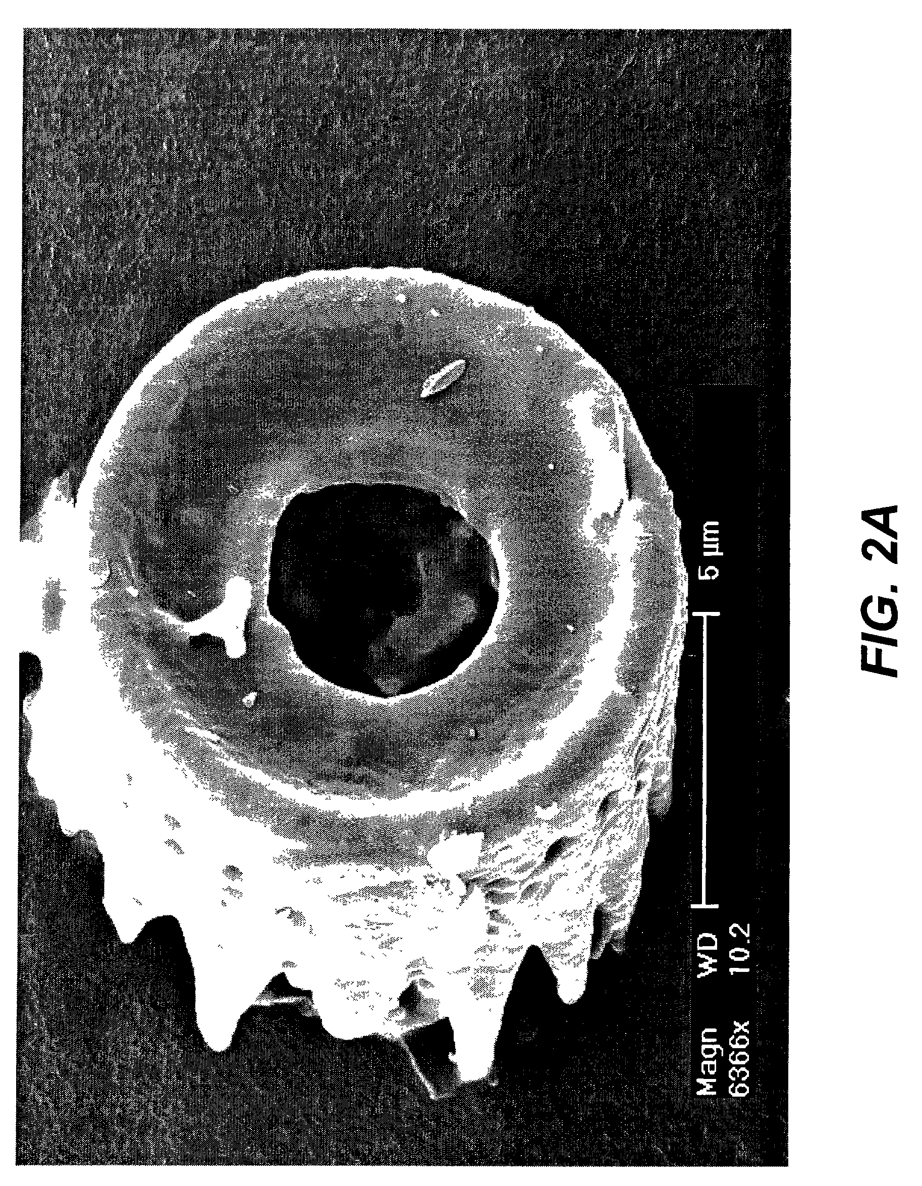 Shaped microcomponent via reactive conversion of biologically-derived microtemplates