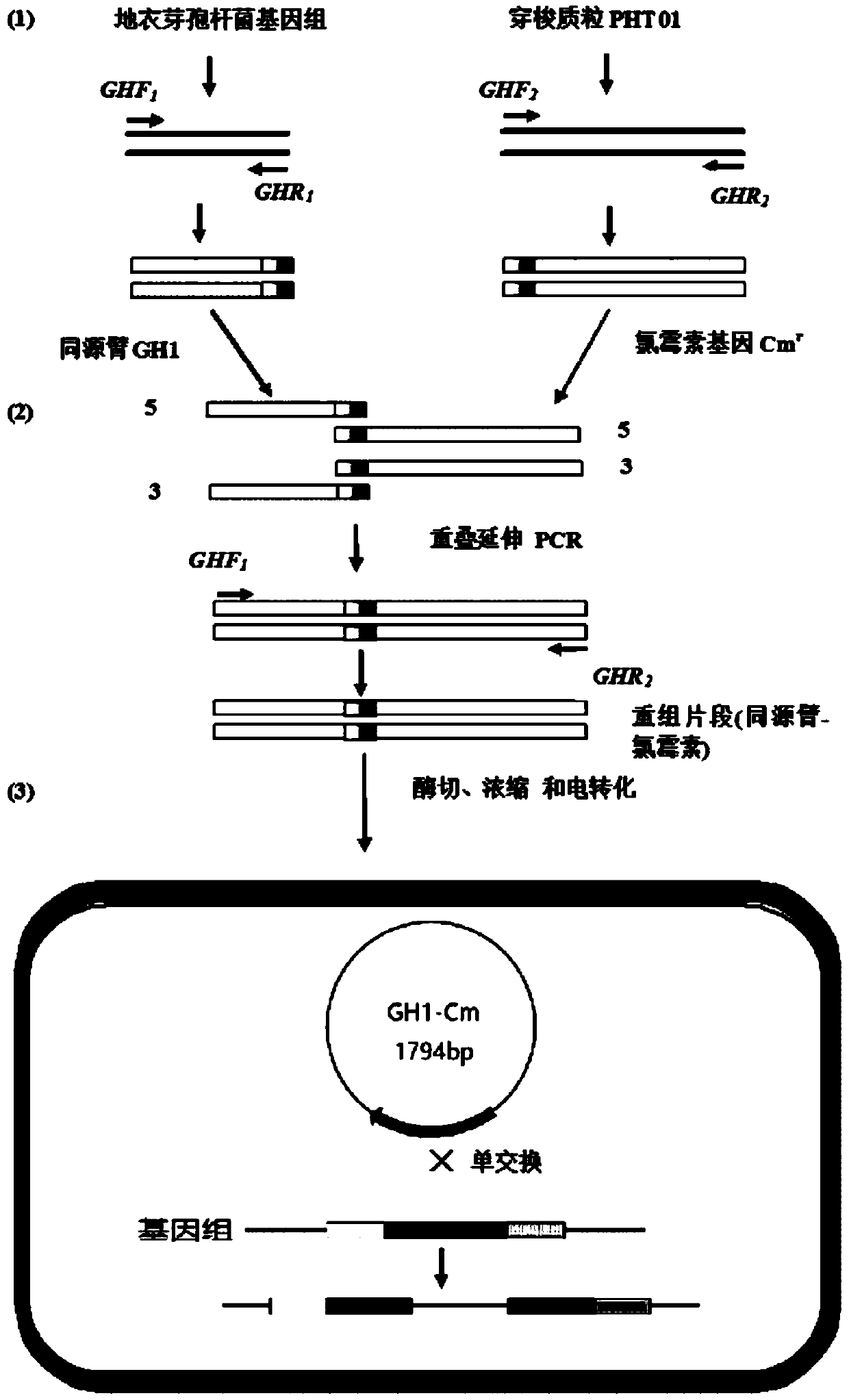 A method for rapid gene knockout of Bacillus licheniformis