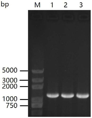 A method for rapid gene knockout of Bacillus licheniformis