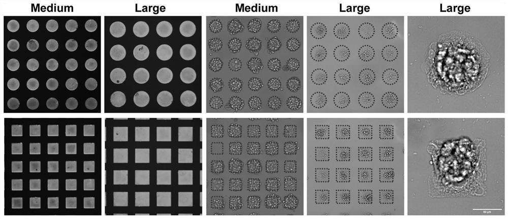 2D and 3D cell co-culture system capable of implementing continuous harvesting without enzyme digestion and construction method and application thereof