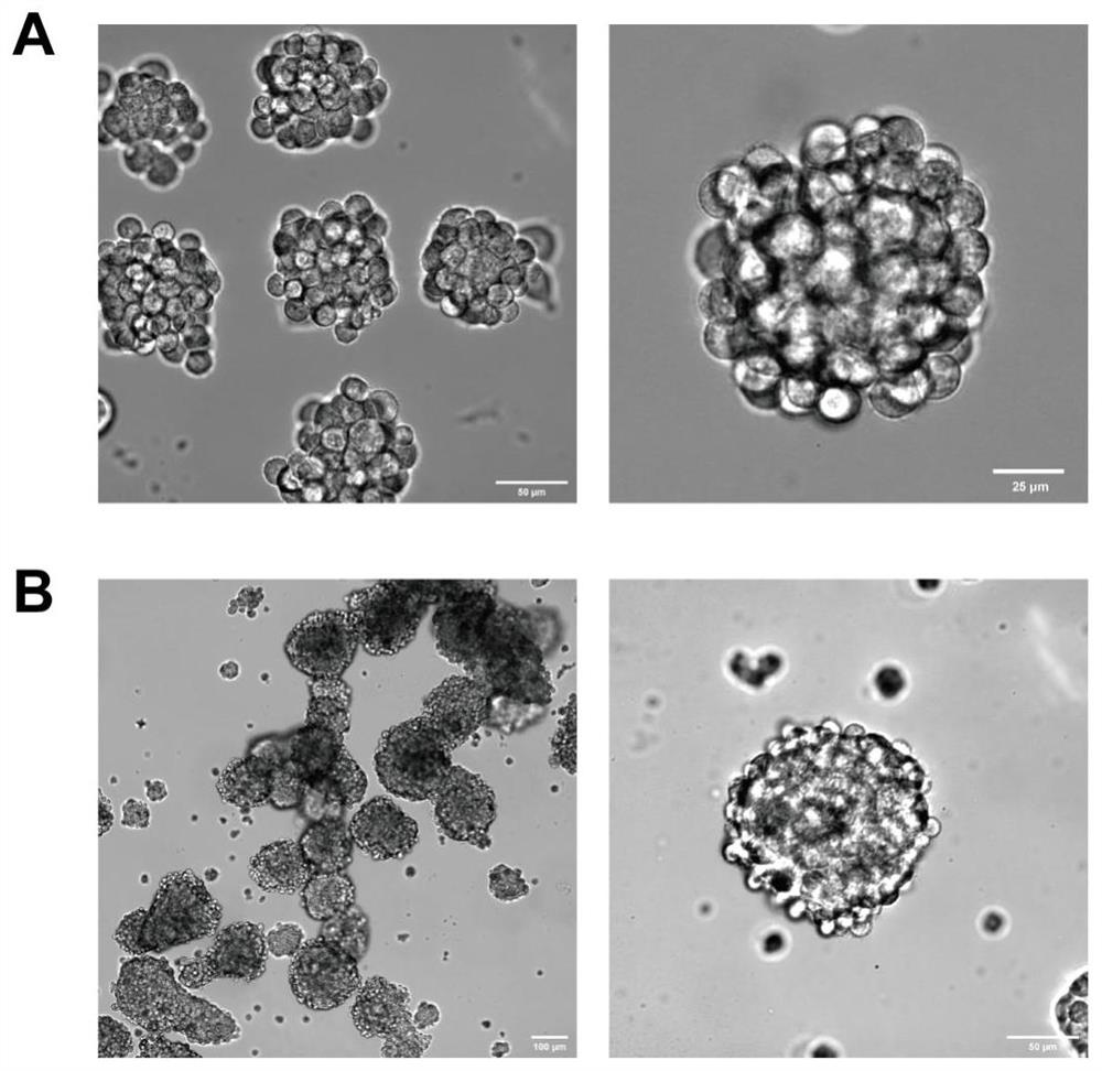 2D and 3D cell co-culture system capable of implementing continuous harvesting without enzyme digestion and construction method and application thereof