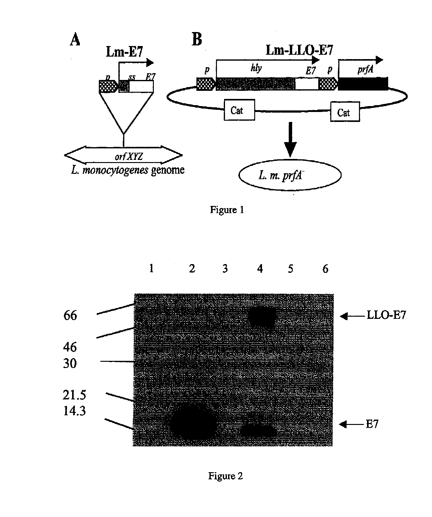 Suppressor cell function inhibition following listeria vaccine treatment