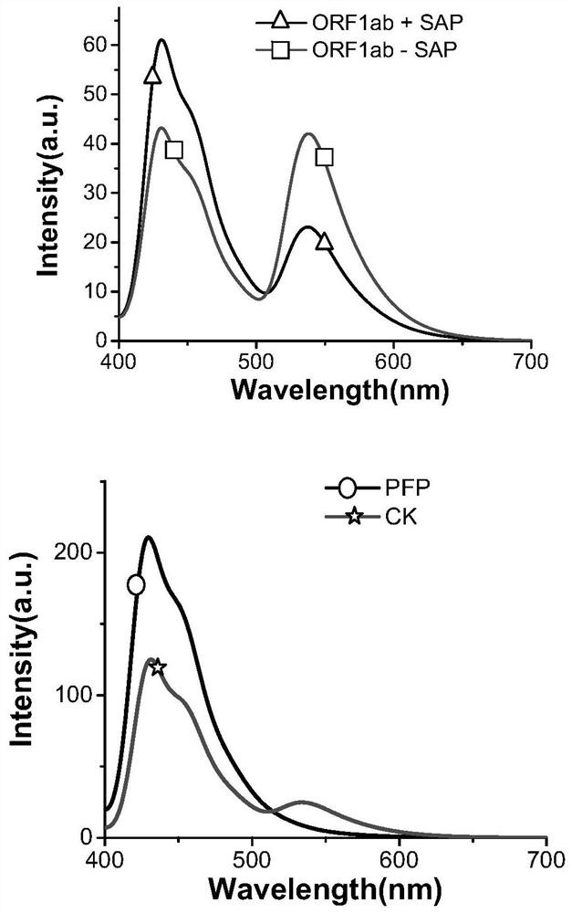 Method for rapidly detecting RNA viruses based on CCP-FRET