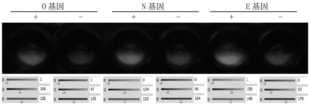 Method for rapidly detecting RNA viruses based on CCP-FRET